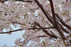 雀桜