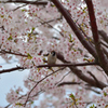 雀桜