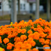 秋の花壇オレンジに咲いて