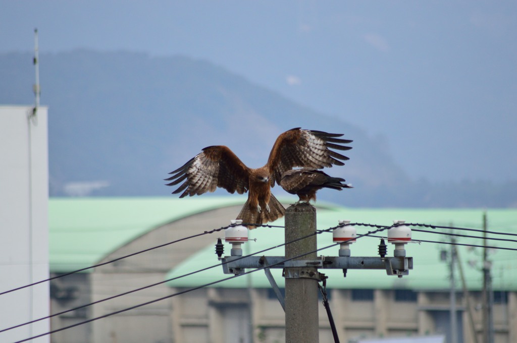 ちょいとごめんよ！