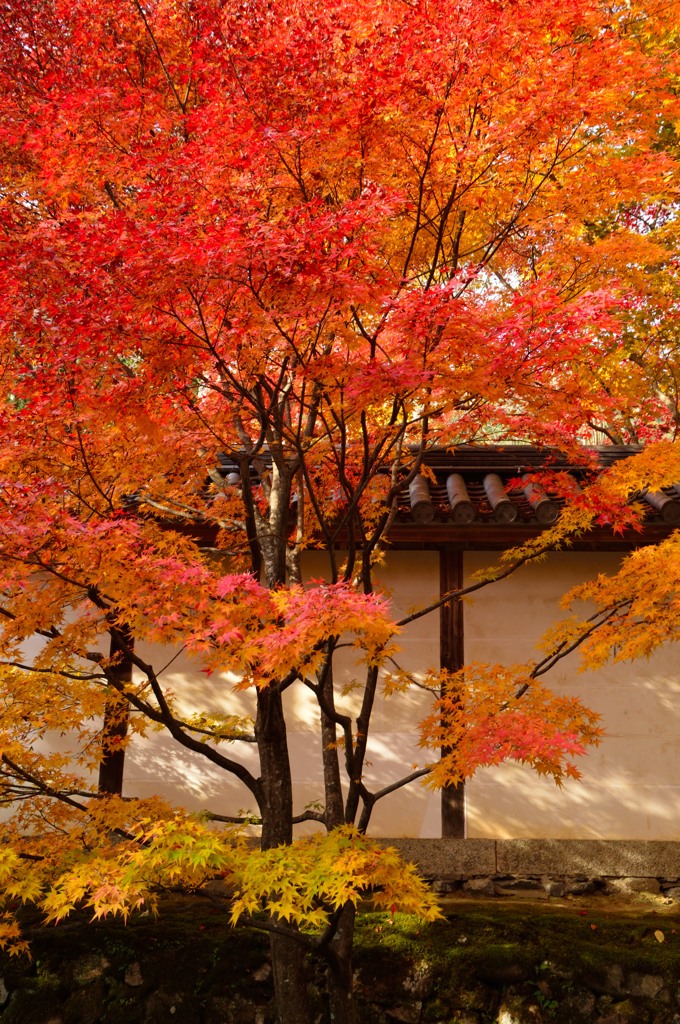 二尊院の紅葉