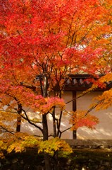 二尊院の紅葉