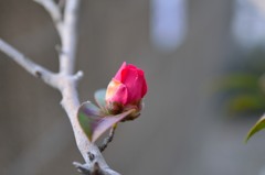 春の足音はすぐそこに