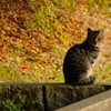 cat in autumn