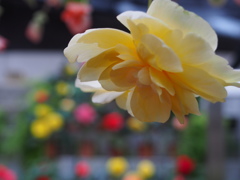 お花