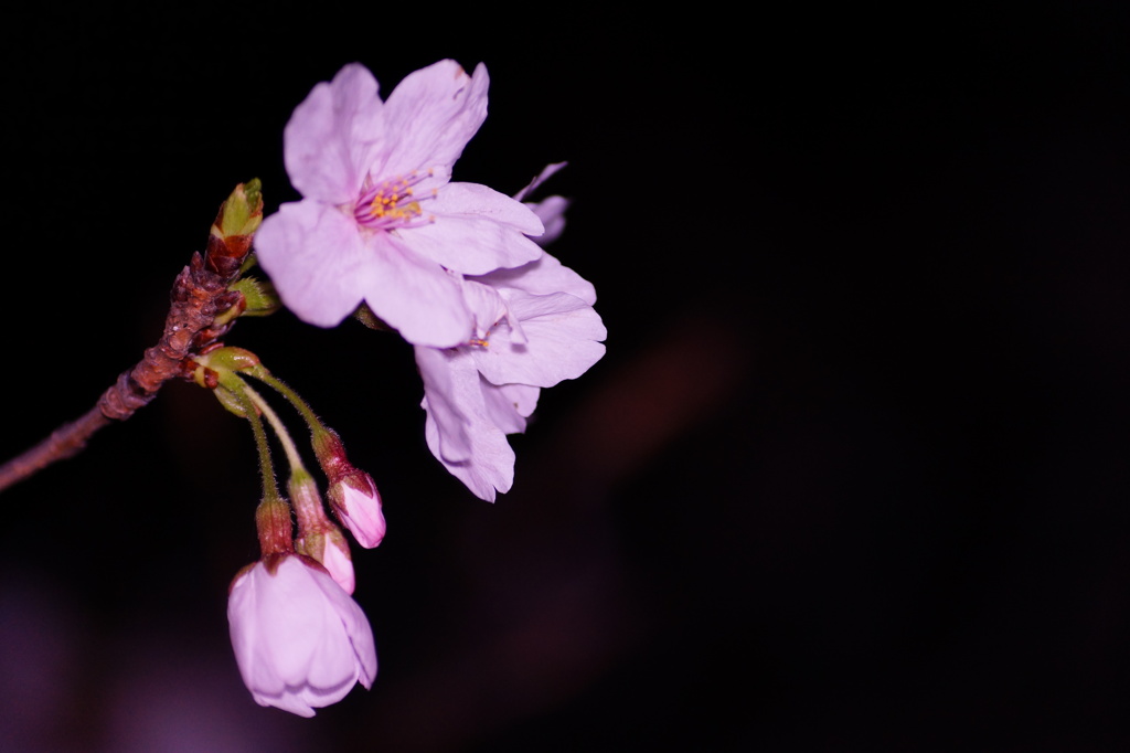 夜桜　その１