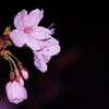 夜桜　その１