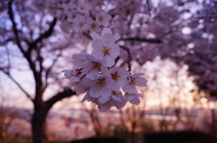 夕桜