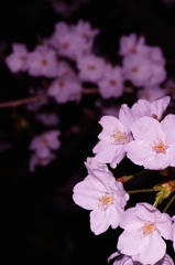 夜桜　その２