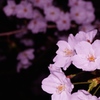 夜桜　その２
