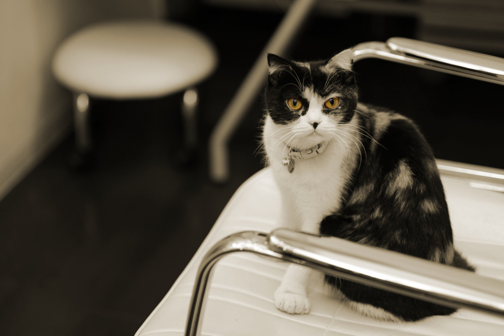 Cateye