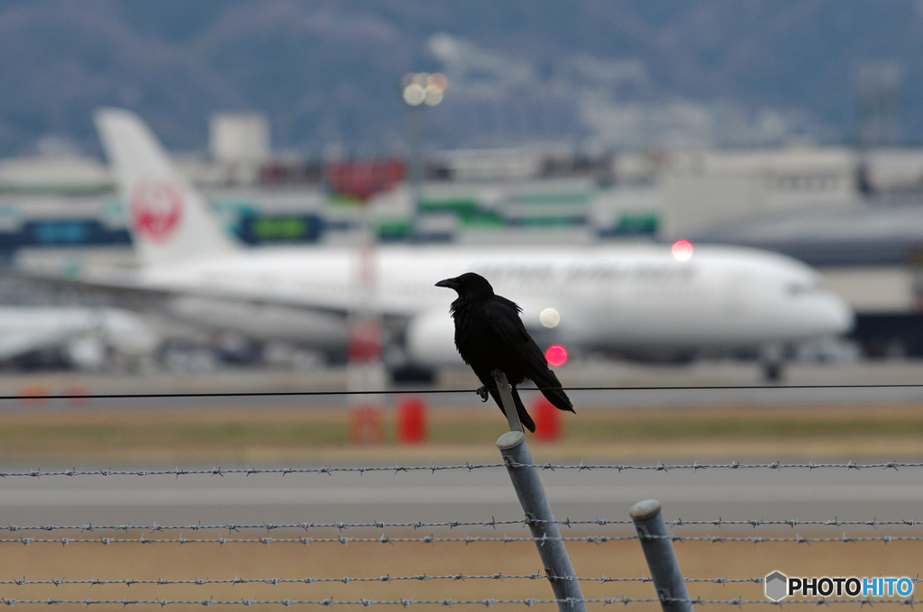 カラスと７８７