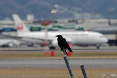 カラスと７８７