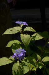 ６月１４日、高幡不動尊にて