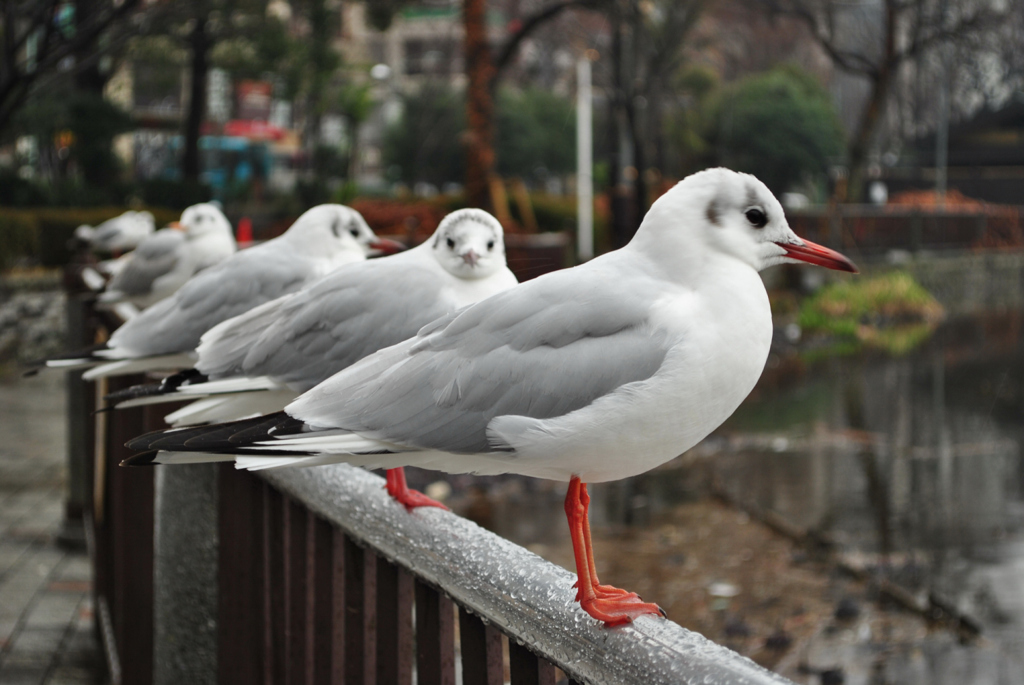 あっちむいてほい