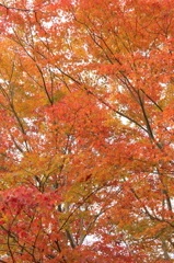 紅葉、京都