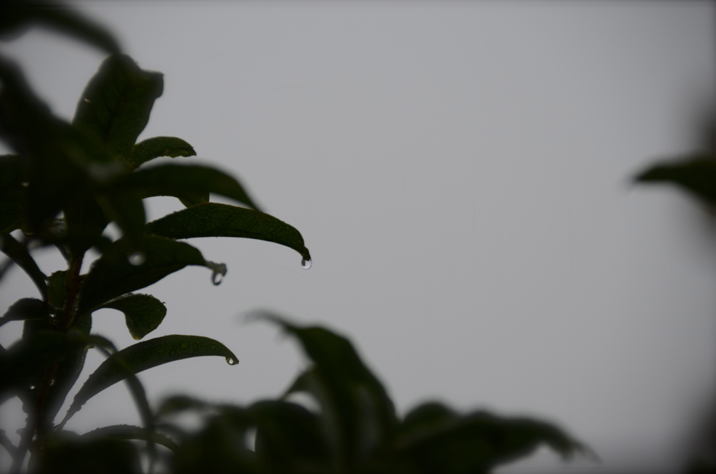 雨。