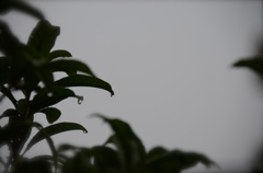 雨。