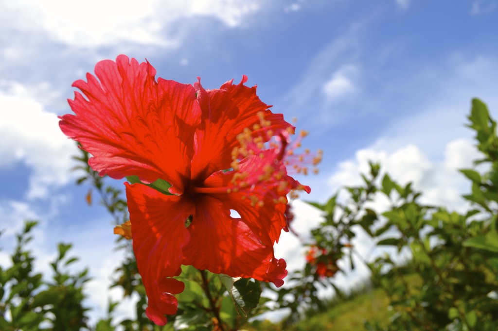 沖縄の花？あ〜はいはい、びすかすね。