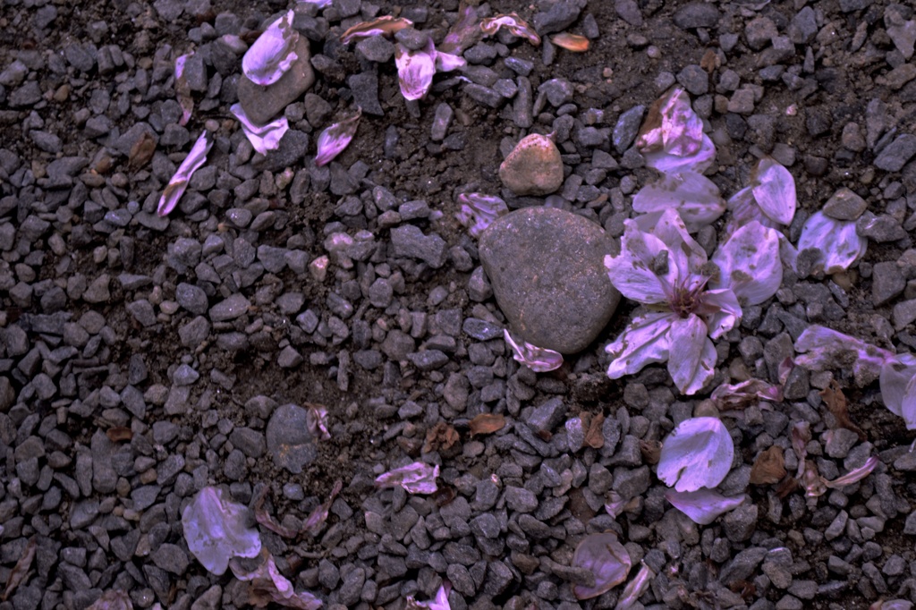 儚き　桜