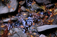 紅葉と水
