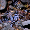 紅葉と水