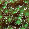 海の新緑