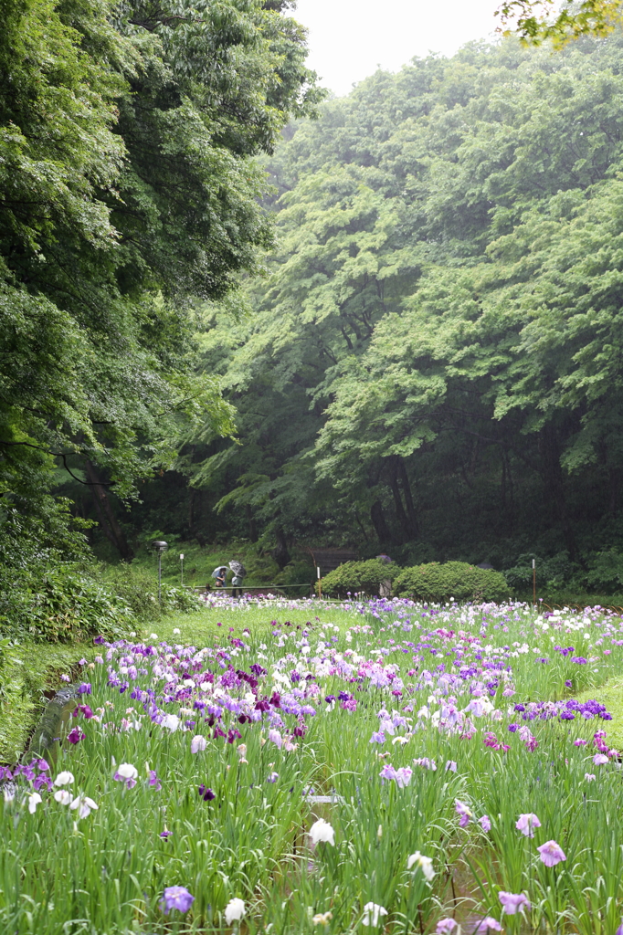 明治神宮　菖蒲田（3）