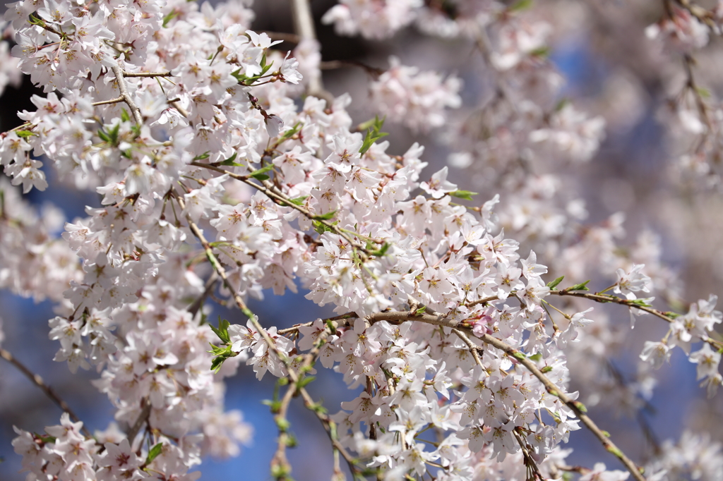 東郷寺のしだれ桜