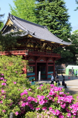 根津神社の文京つつじ祭り(2)