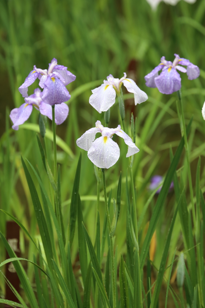 明治神宮　菖蒲田（2）