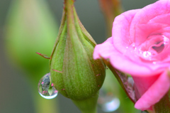 館林ﾄﾚｼﾞｬｰ(25.10.6)D7100 056ed1