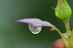 館林ﾄﾚｼﾞｬｰ(25.10.6)D7100 061ed1