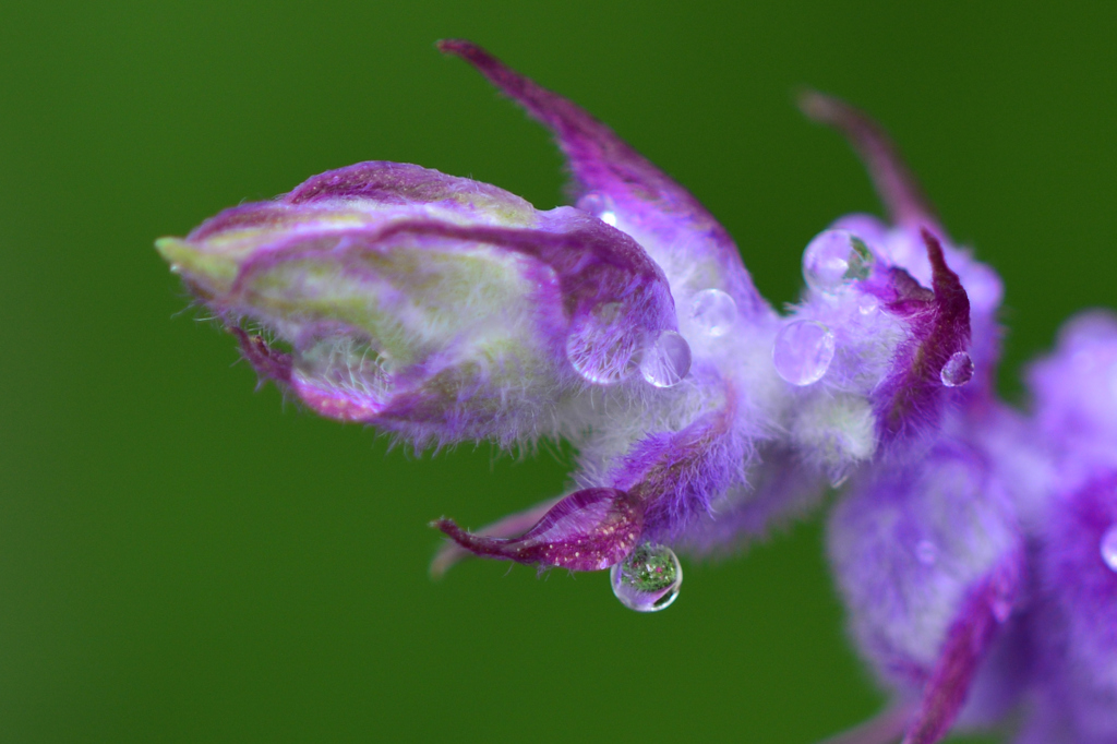 館林ﾄﾚｼﾞｬｰ(25.10.6)D7100 046ed1