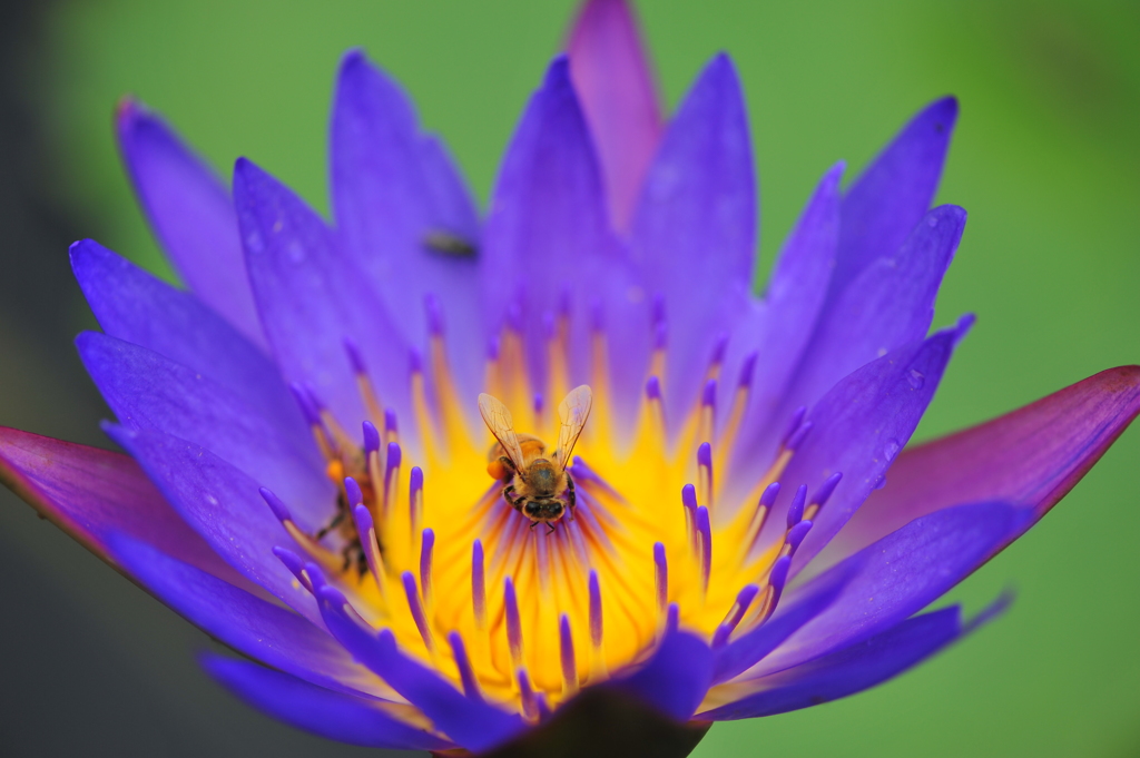 足利フラワーパークにて