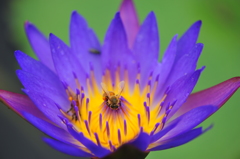 足利フラワーパークにて