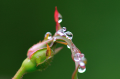 館林ﾄﾚｼﾞｬｰ(25.10.6)D700 003ed1