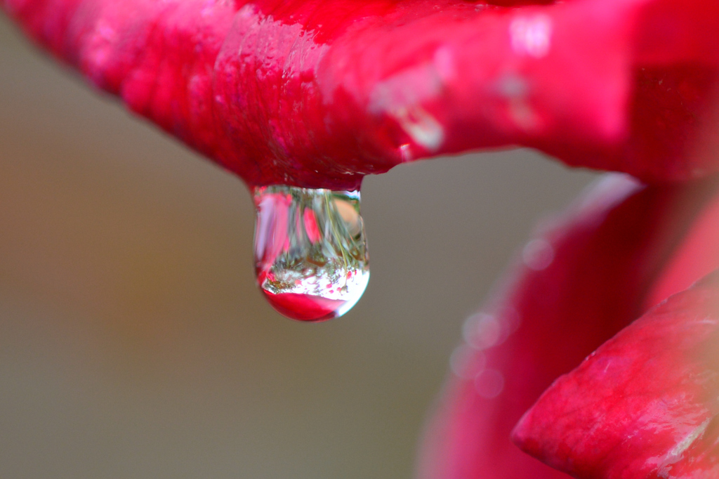 館林ﾄﾚｼﾞｬｰ(25.10.6)D7100 075ed2