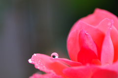 館林ﾄﾚｼﾞｬｰ(25.10.6)D700 012ed1