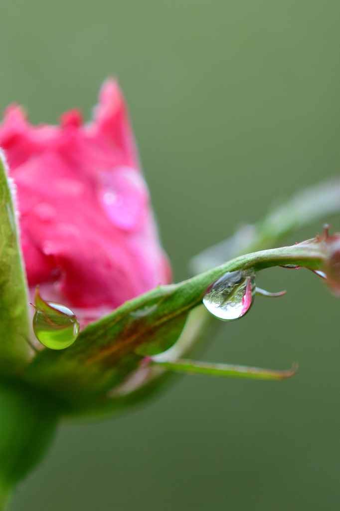 館林ﾄﾚｼﾞｬｰ(25.10.6)D7100 069ed1
