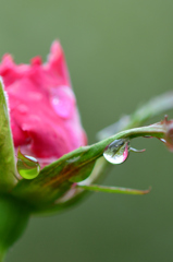 館林ﾄﾚｼﾞｬｰ(25.10.6)D7100 069ed1