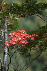 照葉峡の秋