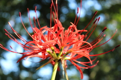 hurricane lily
