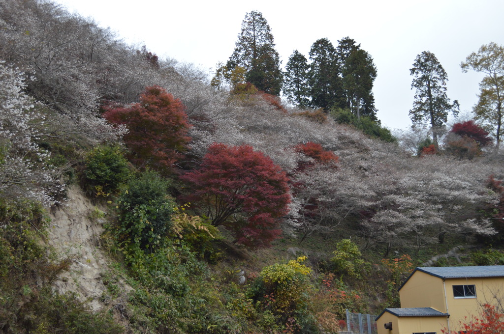 紅葉×四季桜