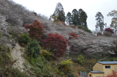 紅葉×四季桜