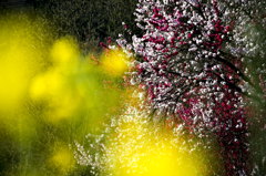 菜の花と花桃