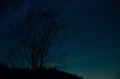 星の木