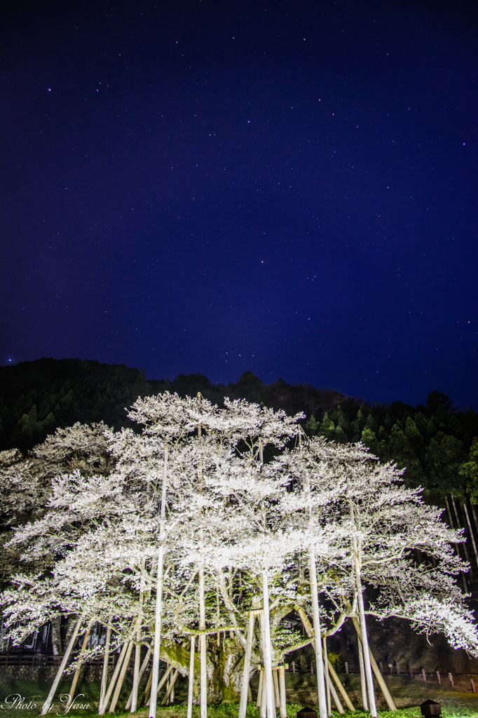 淡墨桜