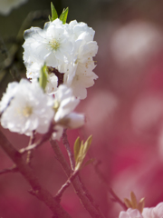 花桃<1>