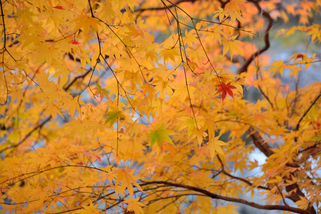 紅一点